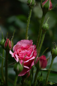 Bushy pink roses in the courtyard of a multi-story brick building. Selective focus, Shallow depth of field, Close-up.