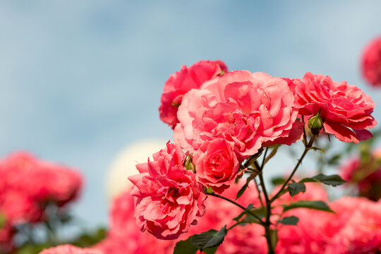 Beautiful pink rose on a background of blue sky