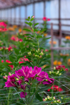 Photograph of a purple pink alstroemeria flowers. Alstroemeria flowers in a greenhouse. Growing flowers in greenhouses. Gardening.