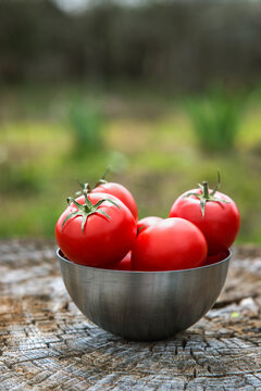 still plate with fresh tomatoes on wooden background. Outdoor, in the garden, on the farm. Selective focus, Close up. Space for text