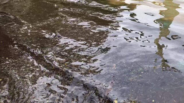 Small fish under murky lake ripples with tree reflections. Shallow pond fry drift amid leaves creating organic texture. Calm aquatic surface showing debris and natural light patterns