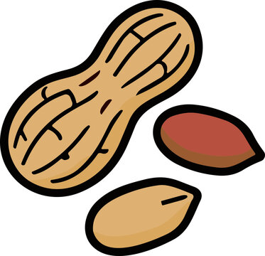 Peanut illustration with shell and kernels, isolated on white