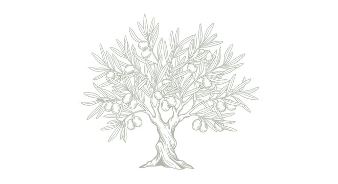 Sketch of an Olive Tree with Fruits