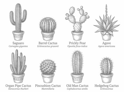 Set of hand drawn cacti and succulents in pots