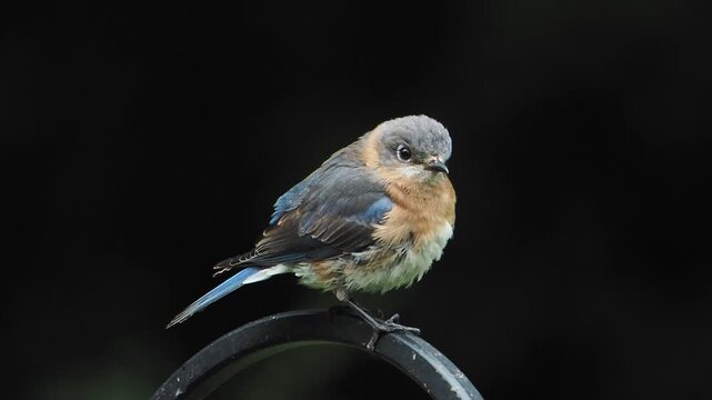 male eastern bluebird (Sialia sialis) ruffling its feathers and wings