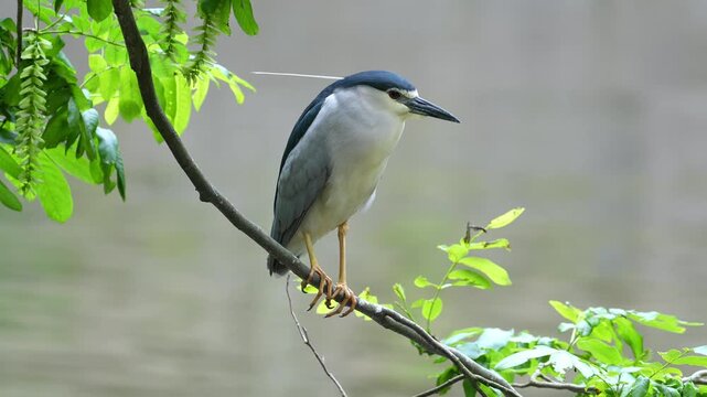 Close up of a Black-crowned Night Heron (Nycticorax nycticorax) in breeding plumage perched on a tree branch over water. Wild predatory wading bird waiting and observing its natural wetland.