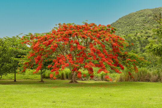 Flamboyan