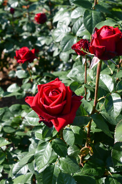 Rose 'konrad Henkel'　バラ「コンラッド・ヘンケル」