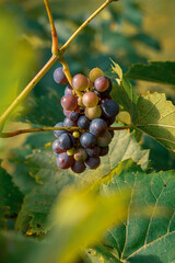 grapes on vine © mitch
