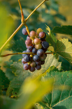 grapes on vine
