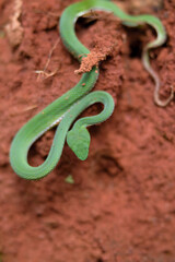 Obraz premium A vibrant green snake twists through reddish soil, showcasing its slender body and unique patterns in a natural setting.