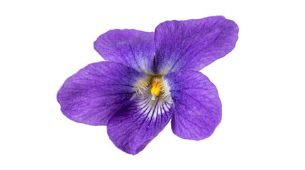 Obraz premium Purple violet flower isolated on transparent background, ready for t-shirt design, stickers, clipart, print on demand, sublimation, and floral craft projects.