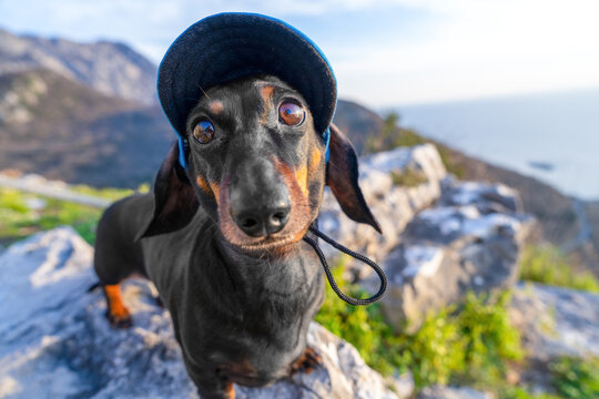 Dachshund dog wearing black beanie hat with rock and sea landscape behind, curious alert expression, outdoor adventure lifestyle concept.