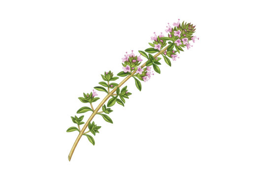 Watercolor of fresh thyme sprig with vibrant green leaves, pale pink flowers, woody stem, on transparent background, copy space, concept of culinary freshness and botanical purity