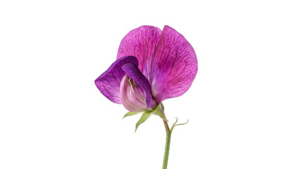 Fototapeta premium Purple sweet pea flower with delicate petals and green stem, isolated on transparent background, ready for stickers, t-shirt design, print on demand, and sublimation.
