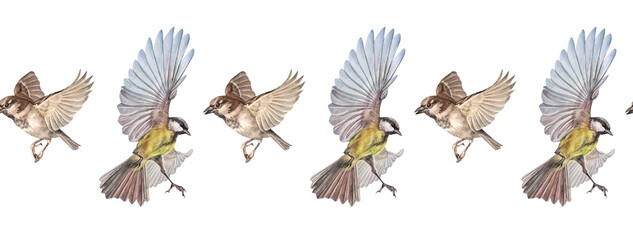 Watercolor seamless border with flying titmouse and sparrow on white background. Wild yellow bird for card or celebration invite rim. Summer spring time animal with wing. Botanical wallpaper wrapping © NatashaKun