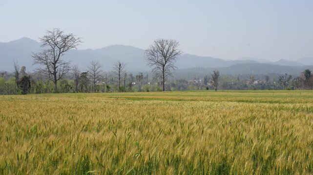 View of a golden wheat field with leafless trees and hazy mountains under a clear sky in Nepal.