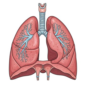 Red lungs anatomy model with bronchial tubes on white background.