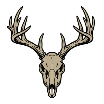 Deer Skull with Large Antlers Illustration.