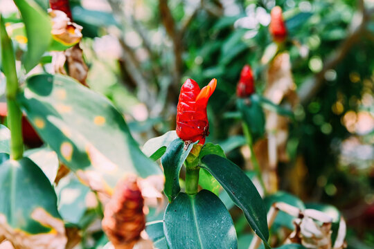 Bright red costus woodsonii flower blooming on a green stem surrounded by lush leaves in tropical garden in Vietnam