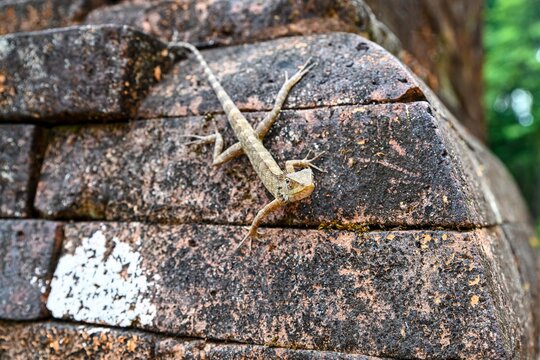 Oriental garden lizard calotes versicolor sitting on an ancient weathered red brick wall at temple ruins in Vietnam