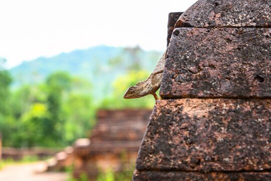 Oriental garden lizard calotes versicolor peeking from behind an ancient red brick wall at temple ruins in Vietnam