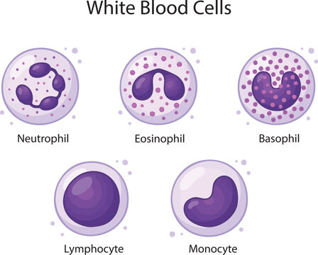 Types of white blood cells, Neutrophil, Eosinophil, Basophil, Lymphocyte, Monocyte