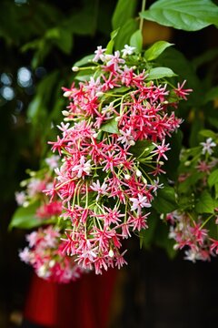 Vibrant pink combretum indicum rangoon creeper flowers hanging on a climbing vine in a sunlit garden in Vietnam