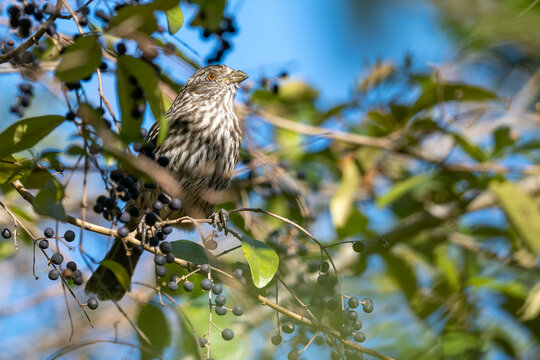 A female white-tipped plantcutter (Phytotoma rutila) perching in a Chinese privet (Ligustrum sinense) tree, Buenos Aires, Argentina