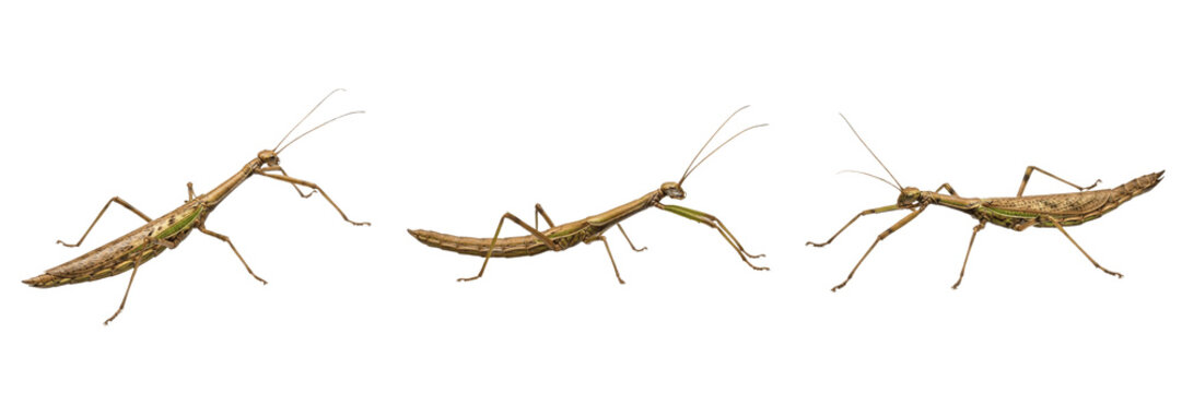 Queen stick insect reproductive female, Carausius morosus, Phasmatidae family, walking stick gravid elongation profile, phytophagous camouflage foliage mimicry, egg dropping trajectory layout chart