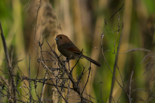 Vinous-throated Parrotbill on a reed