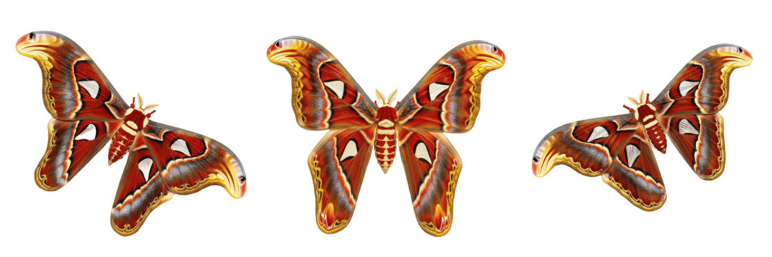 Queen atlas moth reproductive female, Attacus atlas, Saturniidae family, giant saturniid lepidoptera oviposition posture, host plant foliage branch large egg placement tracker mapping blueprint