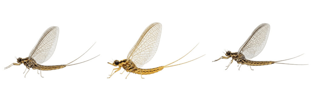 Queen mayfly reproductive female, Ephemera danica, Ephemeridae family, ephemeroptera imago egg drop flight line, water surface spinner swarm lifecycle termination track format calibration chart