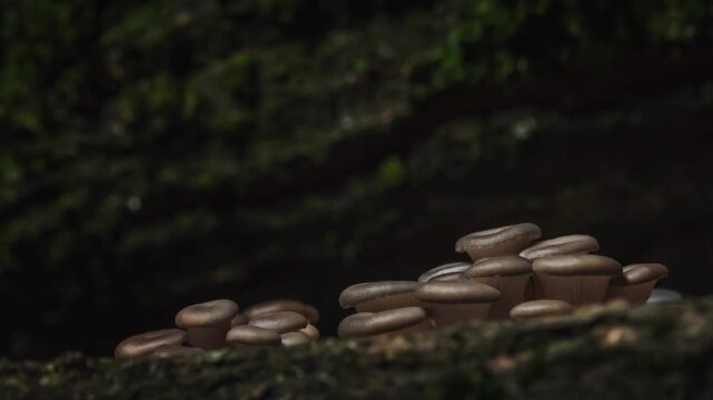 Timelapse Forest Mushrooms Growing On Moss Covered Tree Bark