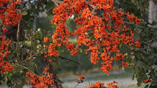 View of vibrant orange flowers blooming on a tree branch with green leaves under soft daylight in Nepal.