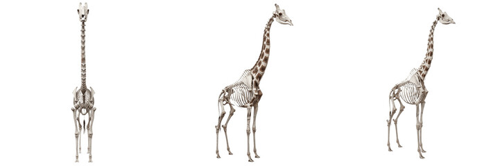 Giraffe skeleton, Giraffa camelopardalis, long neck bones visible, museum specimen style, centered composition, Giraffidae artiodactyl osteology, artiodactyla cervical vertebrae framework profile © SmartBee