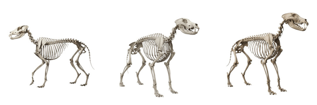 Gray wolf skeleton, Canis lupus, standing posture, realistic canine bone anatomy, centered on white floor, Canidae carnivore osteology model, apex predator mammalian structural alignment layout