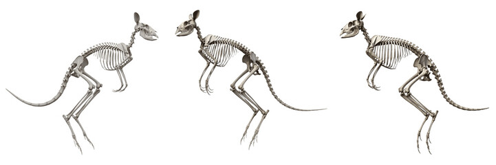 Kangaroo skeleton, Macropus fuliginosus, jumping pose, large hind leg anatomy visible, Macropodidae marsupial osteology, saltatorial propulsion tail balance skeletal morphology setup file © SmartBee