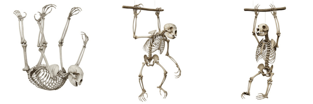Sloth skeleton, Bradypus tridactylus, hanging pose, curved claws and long arm bones detailed, Bradypodidae folivore xenarthra osteology, elongated anterior limb skeletal column profiling matrix