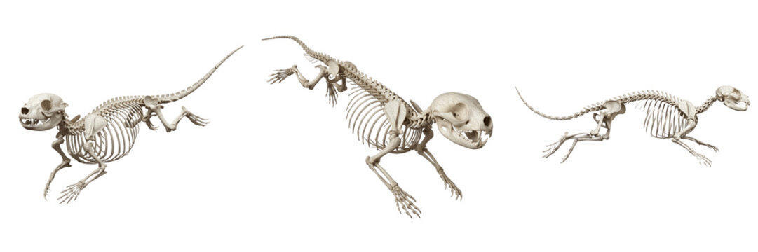 Otter skeleton, Lutra lutra, swimming pose anatomy, sleek bone structure, Mustelidae semi-aquatic carnivore osteology, elongated flexible vertebral column structural profiling index datasheet