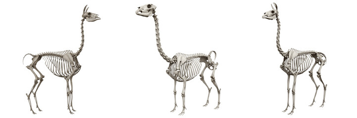 Llama skeleton, Lama glama, long neck bones, realistic mammal skeleton render, Camelidae tylopod artiodactyl osteology, camelid elongated cervical vertebral track profile index mapping format card © SmartBee