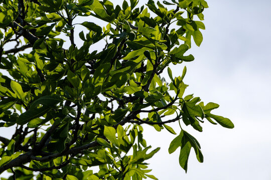 Lush green leaves of a wild fig tree rustling gently in the summer breeze
