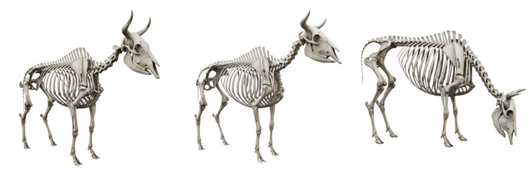 Cow skeleton, Bos taurus, standing posture, detailed rib cage and spine, Bovidae artiodactyl ruminant domestic livestock osteology, bovine skeletal framework morphology tracking template map