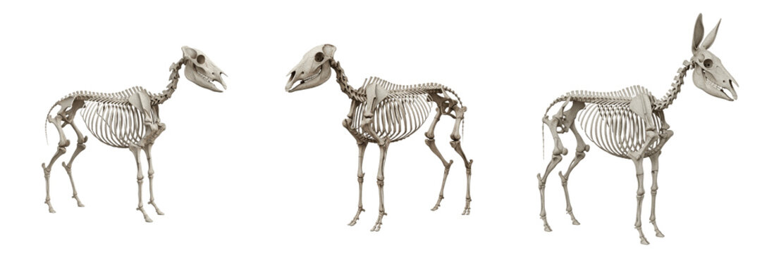 Donkey skeleton, Equus asinus, realistic equine anatomy, centered composition, Equidae perissodactyl long-eared equid osteology, unguligrade single-digit limb bone framework layout blueprint chart