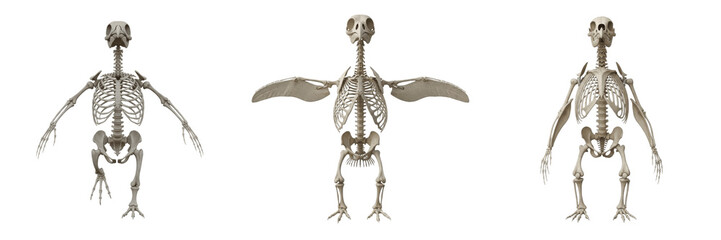 Penguin skeleton, Aptenodytes forsteri, upright posture, flipper wing anatomy visible, Spheniscidae flightless marine bird osteology, heavy dense non-pneumatic bone alignment configuration view © SmartBee