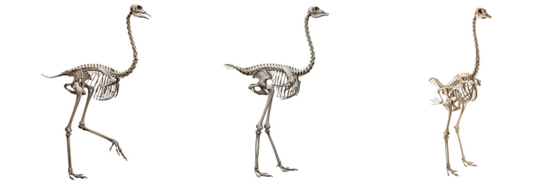 Ostrich skeleton, Struthio camelus, giant bird anatomy, long leg bone structure, Struthionidae ratite flightless ratite osteology, unkeeled ratite flat sternum didactyl foot framework layout blueprint