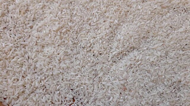 Rice weevil insect damaged rice grain. Many live rice weevils moving, white rice background.