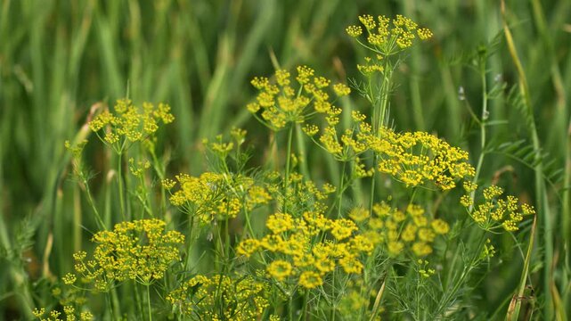 View of yellow dill flowers blooming in a lush green field under soft daylight Nepal.