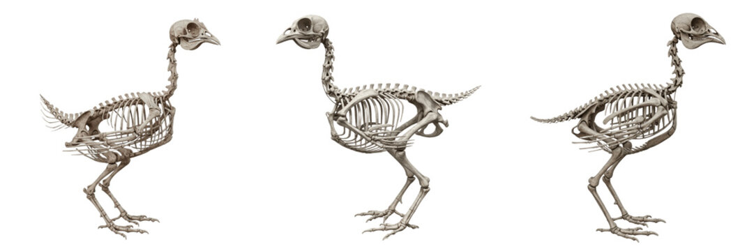 Chicken skeleton, Gallus gallus domesticus, farm bird anatomy, realistic bone structure, Phasianidae galliform agricultural poultry livestock osteology, sternum keel sternal bone layout indexing map