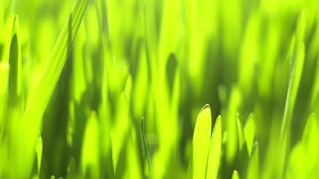 Close-up of vibrant green grass blades. Sunlight highlights fresh, growing blades. Soft focus emphasizes natural texture. Gentle breeze moves blades slightly. Ideal for nature, eco, or spring themes
